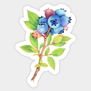 Wild Maine Blueberries Sticker